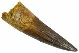 Real Fossil Spinosaurus Tooth - Nice Enamel & Tip #346918-1